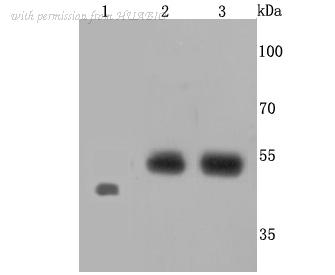 HUABIO ET1703-79 image 1