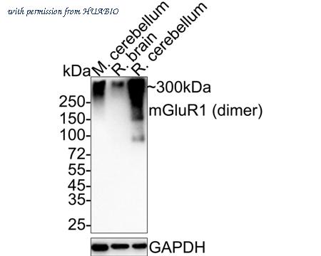 HUABIO ET1703-84 image 1