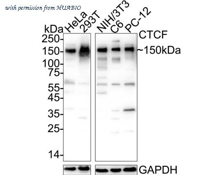 HUABIO ET1703-90 image 1
