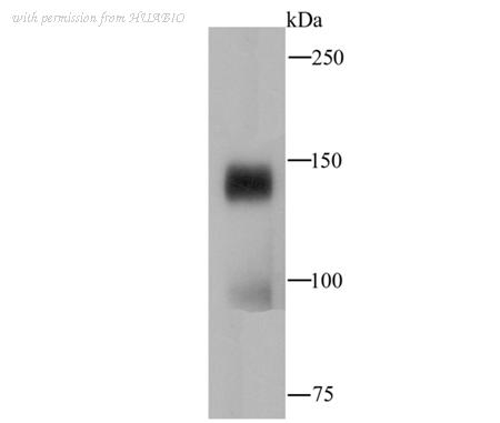 HUABIO ET1703-90 image 3