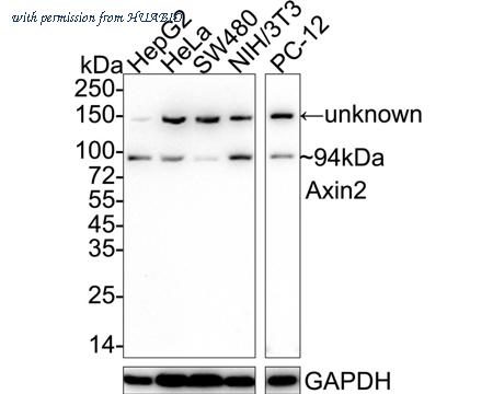 HUABIO ET1703-96 image 1
