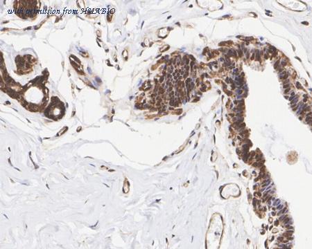 HUABIO ET1703-97-50UL image 2