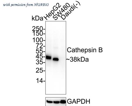 HUABIO ET1704-03 image 1