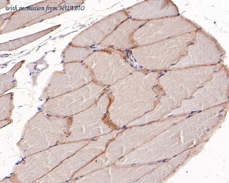 HUABIO ET1704-24 image 2