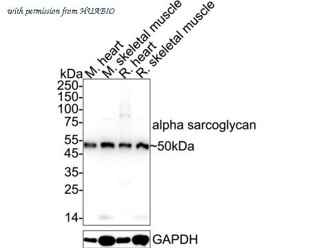 HUABIO ET1704-25 image 1