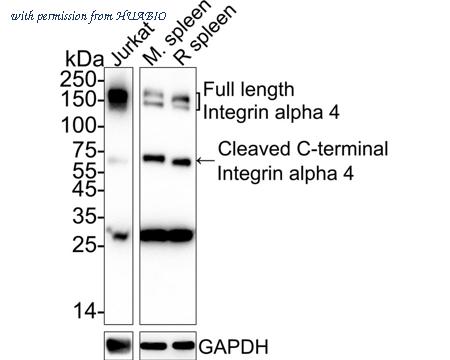 HUABIO ET1704-31 image 1