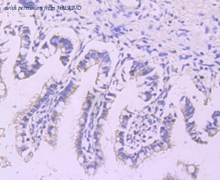 HUABIO ET1704-48 image 2