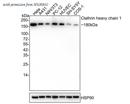 HUABIO ET1704-50 image 1