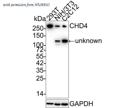 HUABIO ET1704-53 image 1