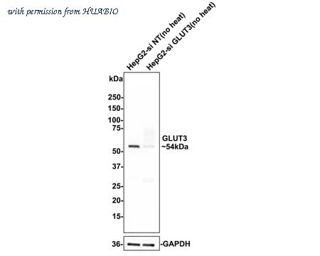 HUABIO ET1704-59-50UL image 2
