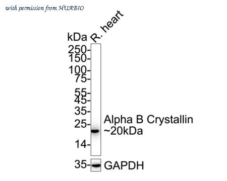 HUABIO ET1704-60 image 2