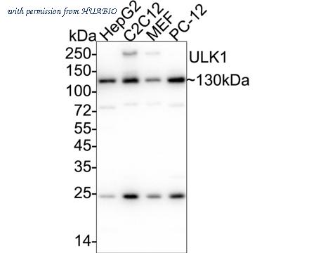 HUABIO ET1704-63-50UL image 2