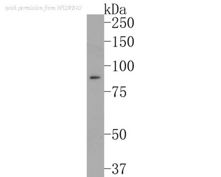 HUABIO ET1704-64 image 1