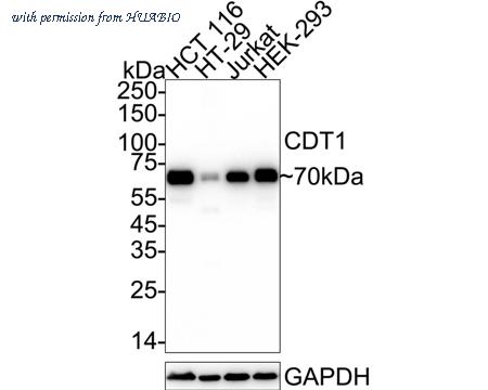 HUABIO ET1704-67 image 1