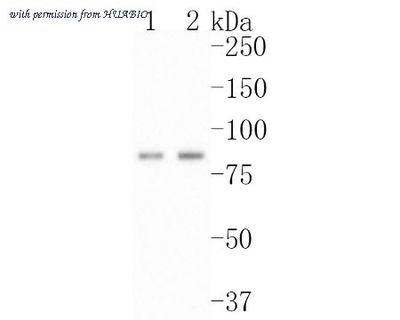 HUABIO ET1704-73 image 2
