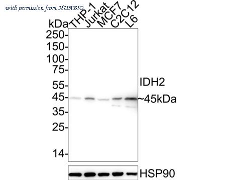 HUABIO ET1704-93 image 1