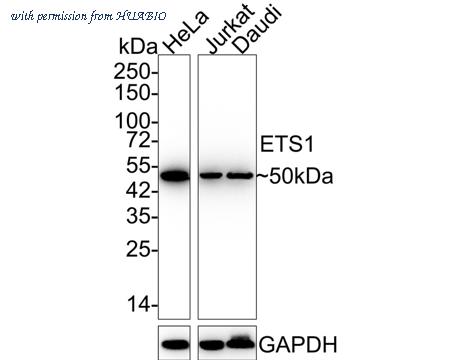 HUABIO ET1705-23 image 1