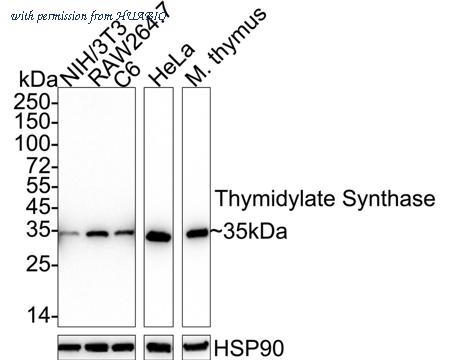 HUABIO ET1705-24 image 1