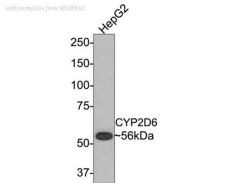 HUABIO ET1705-28 image 1