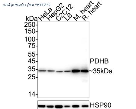 HUABIO ET1705-57 image 1