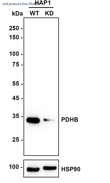 HUABIO ET1705-57 image 2