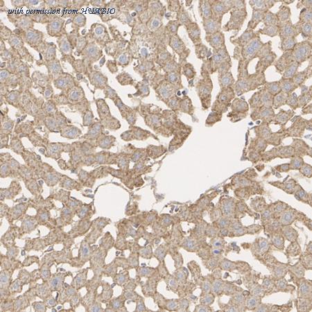 HUABIO ET1705-6 image 3