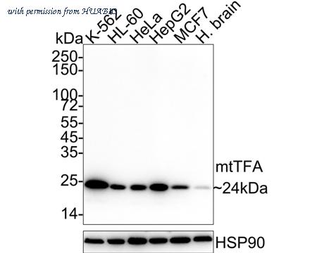 HUABIO ET1705-64 image 1
