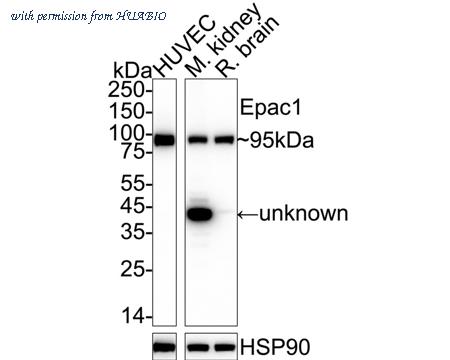 HUABIO ET1705-79 image 1