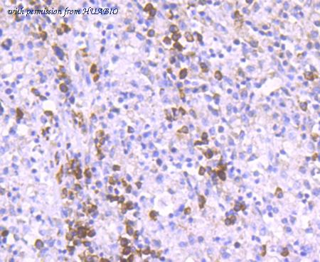 HUABIO ET1705-79 image 3