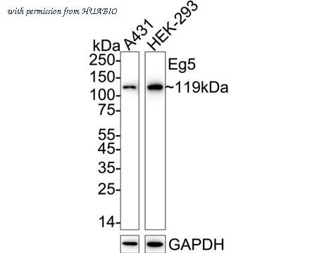 HUABIO ET1706-03 image 1