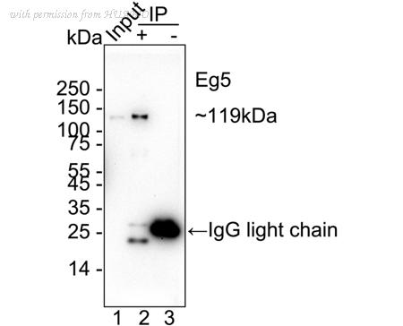 HUABIO ET1706-03 image 2