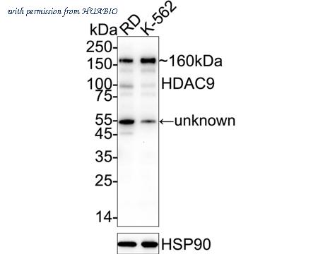 HUABIO ET1706-36 image 1