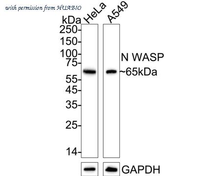 HUABIO ET1706-39 image 1