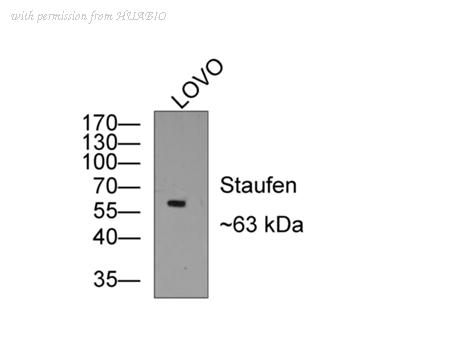 HUABIO ET1706-41 image 3
