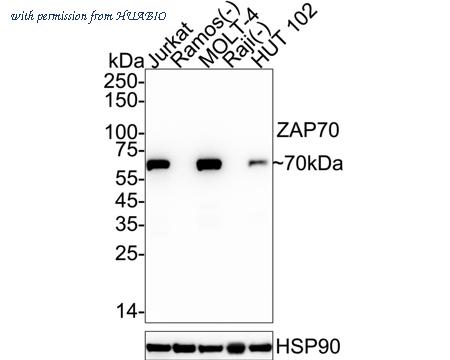 HUABIO ET1706-42 image 1