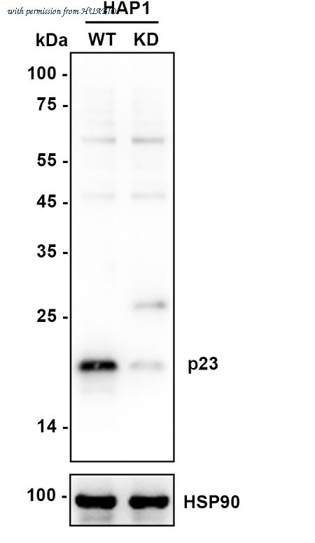 HUABIO ET1706-43 image 1