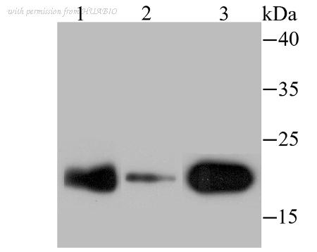 HUABIO ET1706-43 image 2