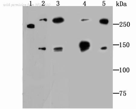 HUABIO ET1706-44 image 1