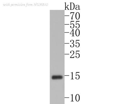 HUABIO ET1706-50 image 1