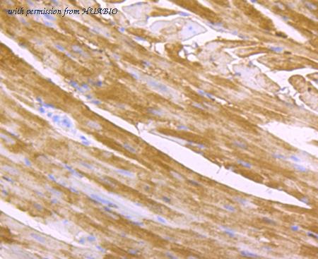 HUABIO ET1706-50 image 2