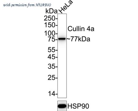HUABIO ET7106-56 image 1