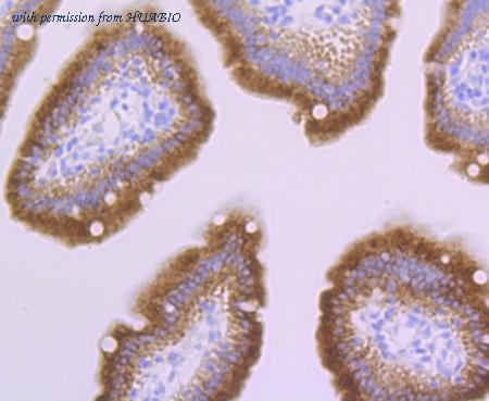 HUABIO ET7106-59 image 3