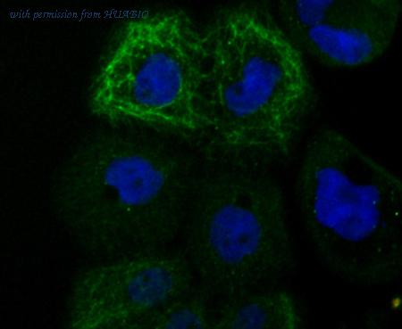 HUABIO ET7106-66 image 3