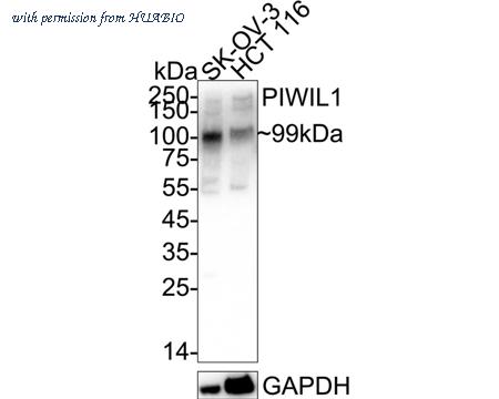 HUABIO ET7106-73 image 1