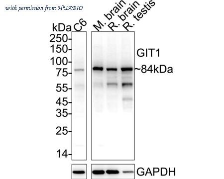 HUABIO ET7106-91 image 1