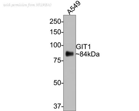 HUABIO ET7106-91 image 2