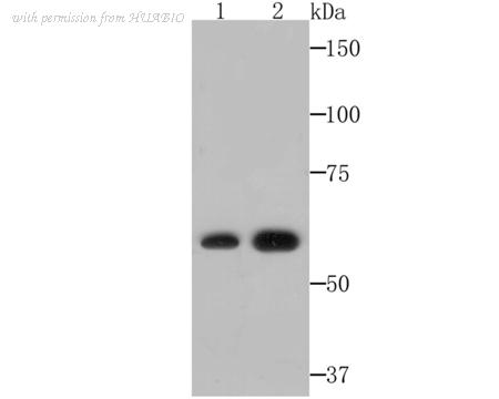 HUABIO ET7106-92 image 1