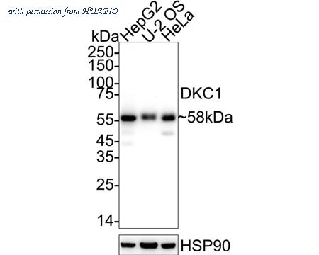 HUABIO ET7106-93 image 1