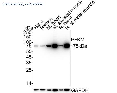 HUABIO ET7106-97 image 1