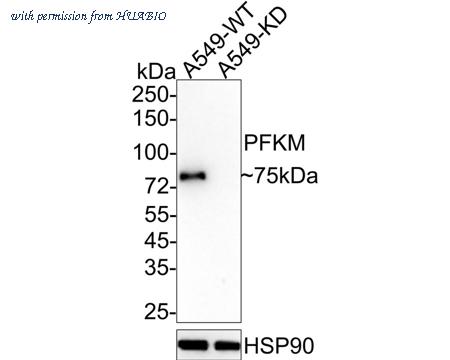 HUABIO ET7106-97 image 2
